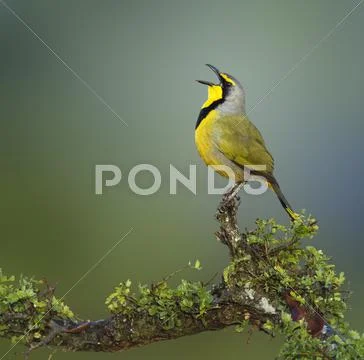 Bokmakierie bird - telophorus zeylonus Stock Photos