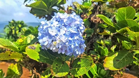 Bokor  Flower Stock Footage 286701855