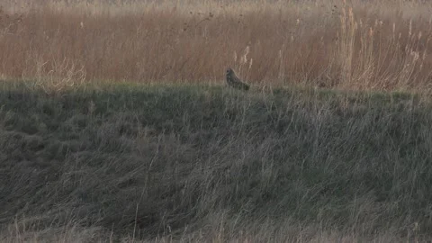 Bol sova 1 Video stock 130224701