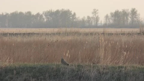 Bol sova 2 Stock Footage 130224803