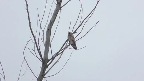 Bol sova on tr 1 Stock Footage 130224787