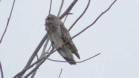 Bol sova on tr 2 Stock Footage 130224853