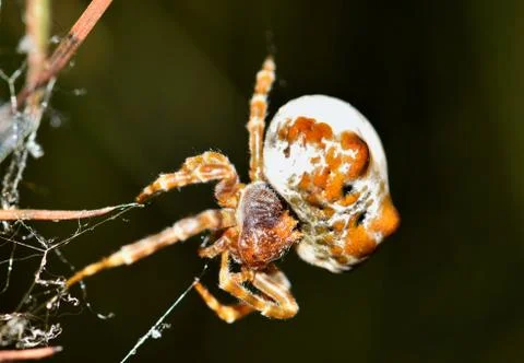Bolas Spider in its web. Foto stock