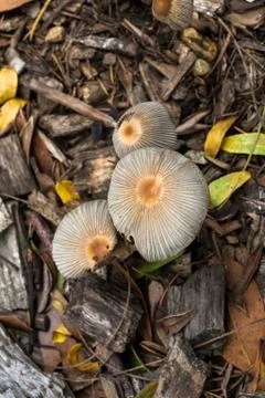 Bolbitius Titubans Stock Photos