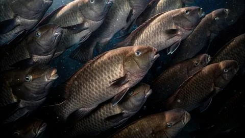 Bolbometopon muricatum Spawning Foto stock
