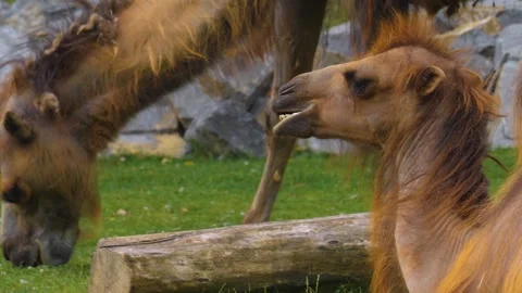 Bold camel head chewing Stock Footage 256181831