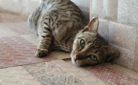 Bold cat posing passionately for camera 스톡 사진