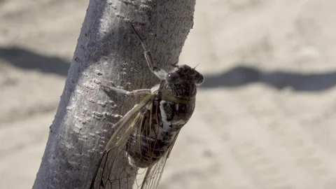 Bold cicada close up on branch, sandy background with bright sunlight Stock Footage 330324356