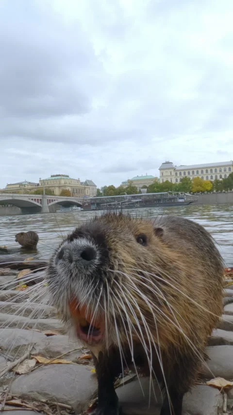 Bold Coypu goes along Prague's cobblestone embankment, begging for autumn treats Stock Footage 325075827
