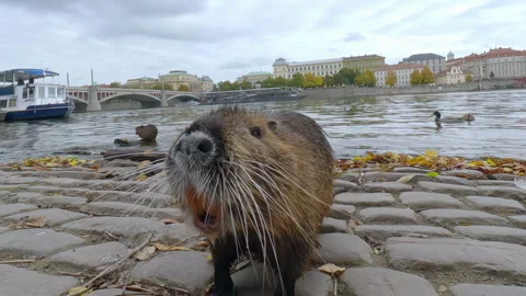 Bold Coypu goes along Prague's cobblestone embankment, begging for autumn treats Stock Footage 339042791
