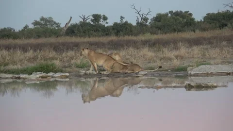 Bold cub sits between subadult’s paws — Part 15 Stock Footage 322030551