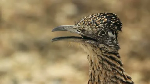 Bold Curious Roadrunner Stock Footage