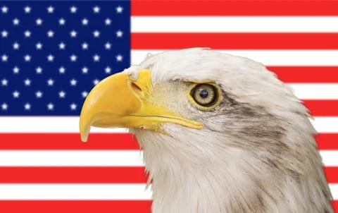 Bold eagle and american flag Stock Photos