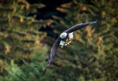 Bold Eagle flying with a fresh catch Stock Photos