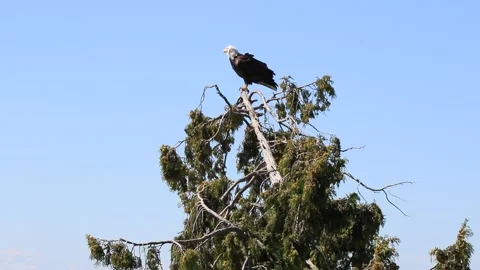 Bold eagle Stock Footage 137912791