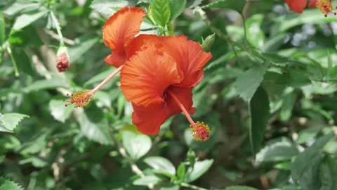 Bold Elegance - A Floral Symphony in Vibrant Red Stock Footage 314459291