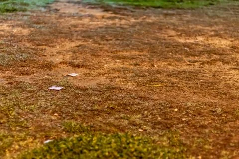 A bold grass area from a park with brown and green colors Stock Photos