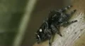 Bold Jumper (Phidippus audax) Jumping Spider 2 HD Footage