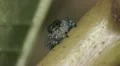 Bold Jumper (Phidippus audax) Jumping Spider 1 HD Footage