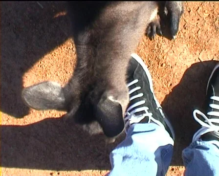 Bold Kangaroo Stock-Footage 604659