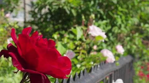 A bold lonely red rose rises powerful against the backdrop of a black wrough Stock Footage 242305359