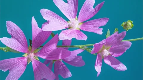  Bold magenta petals with teal background and dramatic lighting effects Stock Footage 331291908