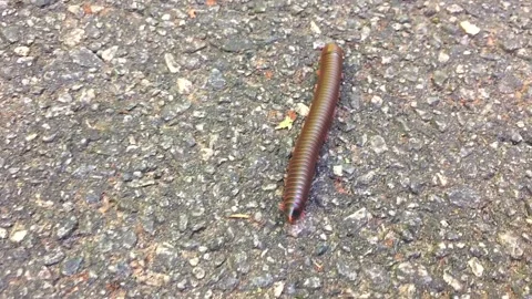 Bold Millipede Crosses Paved Path In A Georgia Park. Stock Footage 138672141