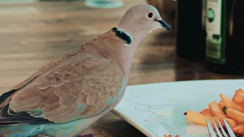 A bold pigeon lands on a restaurant table and grabs a leftover French fry from Stock Footage 322704030