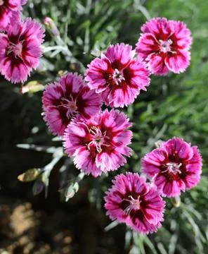 Bold pink carnations Stock Photos