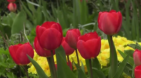 Bold Red Tulips Flowers in Spring Garden with Yellow Easter  Primroses Stock-Footage 50316283