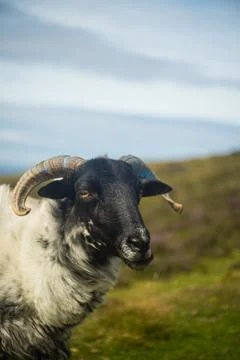 Bold Sheep Stock Photos