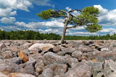 Bolder Field with Lone Tree Foto stock