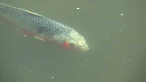A boldly patterned koi (Cyprinus rubrofuscus) swims in a pond. Stock Footage 150969942