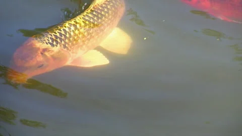 A boldly patterned koi (Cyprinus rubrofuscus) swims near surface of pond. Stock Footage 152812698