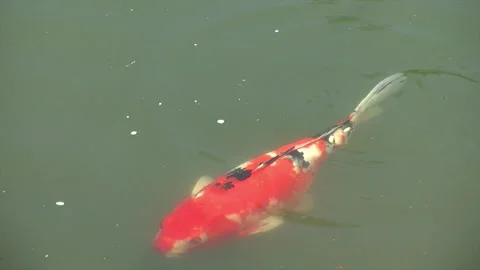 Boldly patterned koi eats food off the surface of a pond and swims on. Stock Footage 150585467