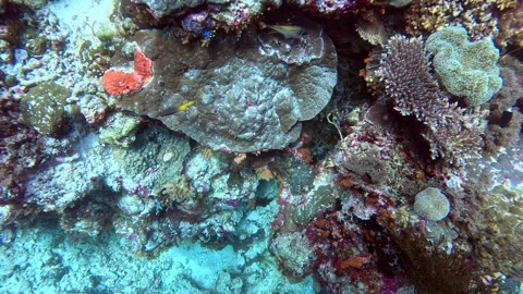 Boldly patterned regal angelfish on a coral reef. Stock Footage 305129249