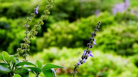 Boldo blossom Stock Footage 270485875