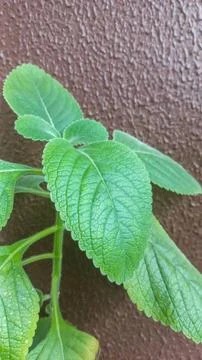 Boldo leaf Stock Photos