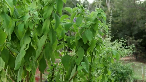 Boldo Plant Vídeo Stock 136382940