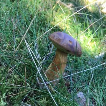 A bolet in the grass Stock Photos