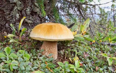 Bolete mushroom in Canada Foto stock