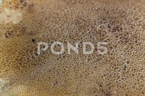 Bolete mushroom Stock Photos