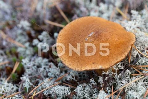 Bolete mushroom Stock Photos