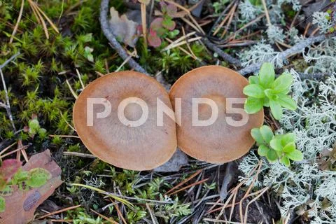 Bolete mushroom Stock Photos