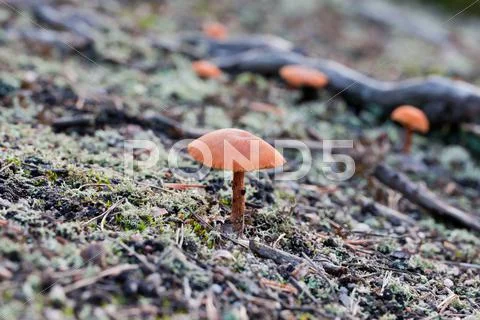 Bolete mushroom Stock Photos