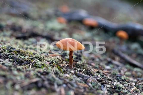 Bolete mushroom Stock Photos