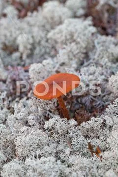 Bolete mushroom Stock Photos