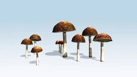 Bolete mushrooms Video stock 296587133