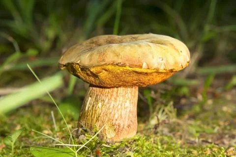 Bolete Stock Photos