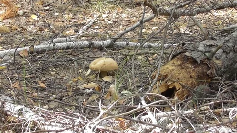 Boletus among the pine needles Video stock 118803486